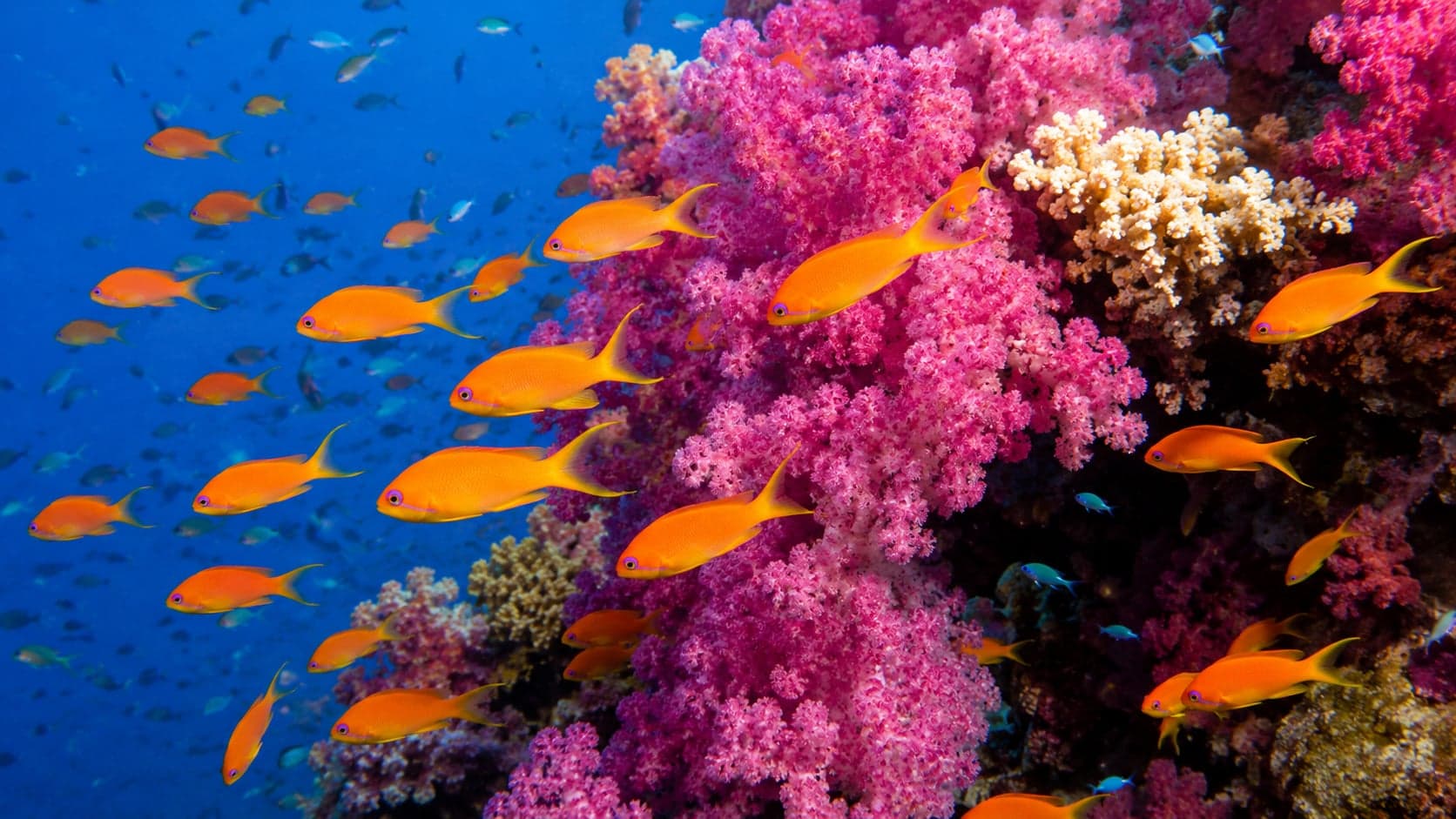 School of orange lyretail anthias swimming around vivid pink soft coral on a tropical reef