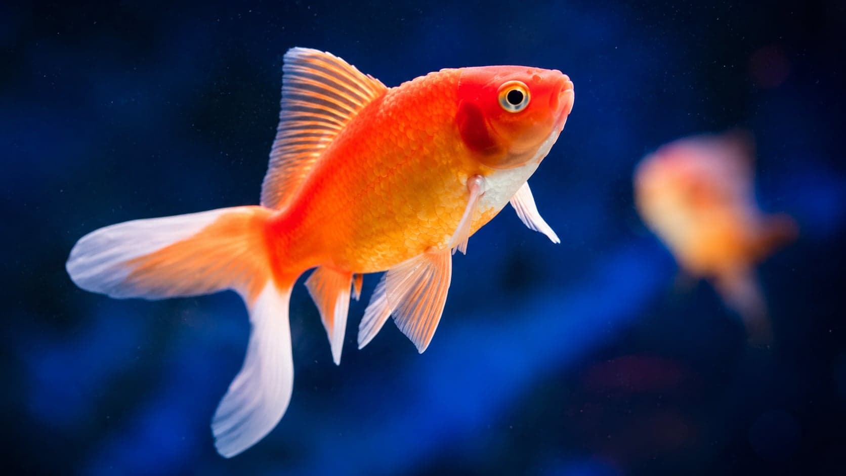 Fancy orange goldfish in clear deep-blue water