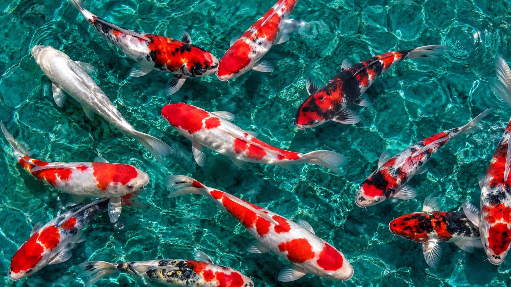Top-down view of koi swimming in a clear turquoise pond